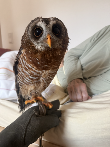 Der Falkner der Herzen zu Besuch im Nellinistift