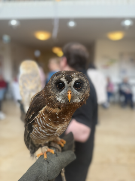 Der Falkner der Herzen zu Besuch im Nellinistift