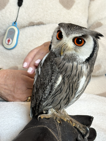 Der Falkner der Herzen zu Besuch im Nellinistift
